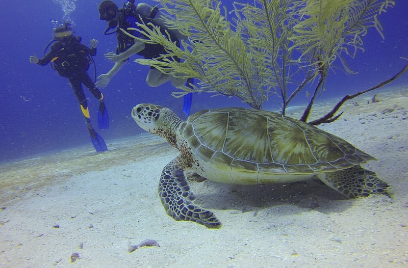Scuba Diving Sites