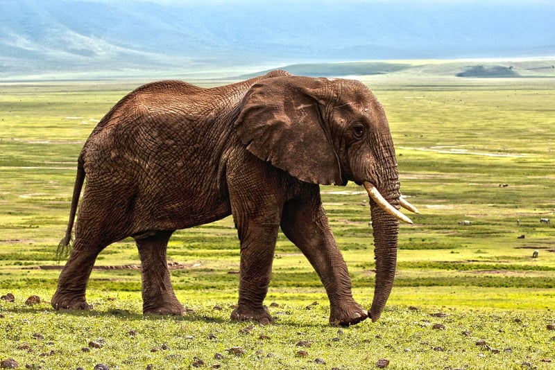 Maasai Mara National Reserve